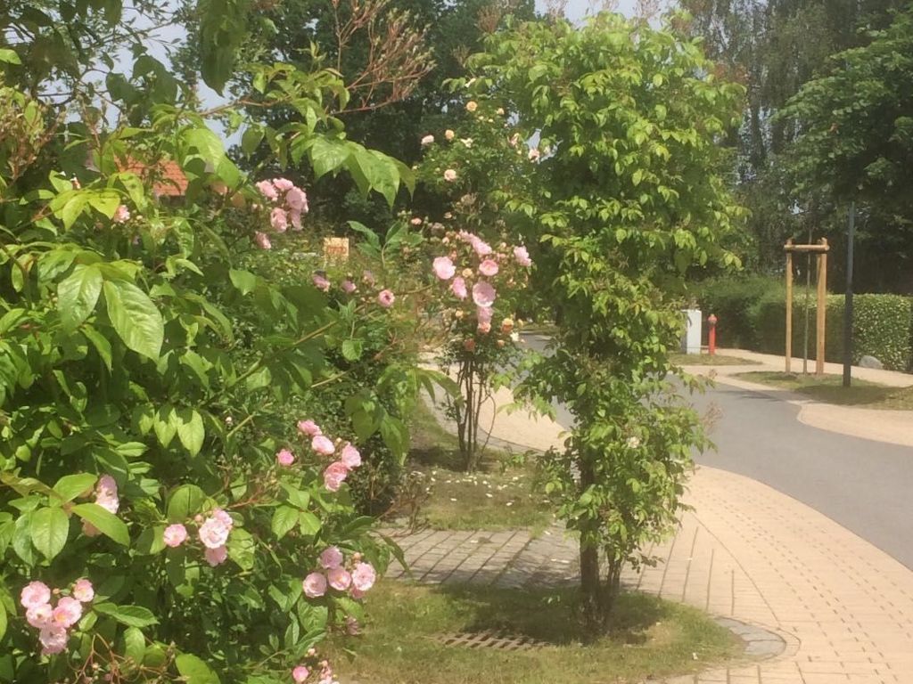 Familiäres, charmantes Appartement in Zingst
