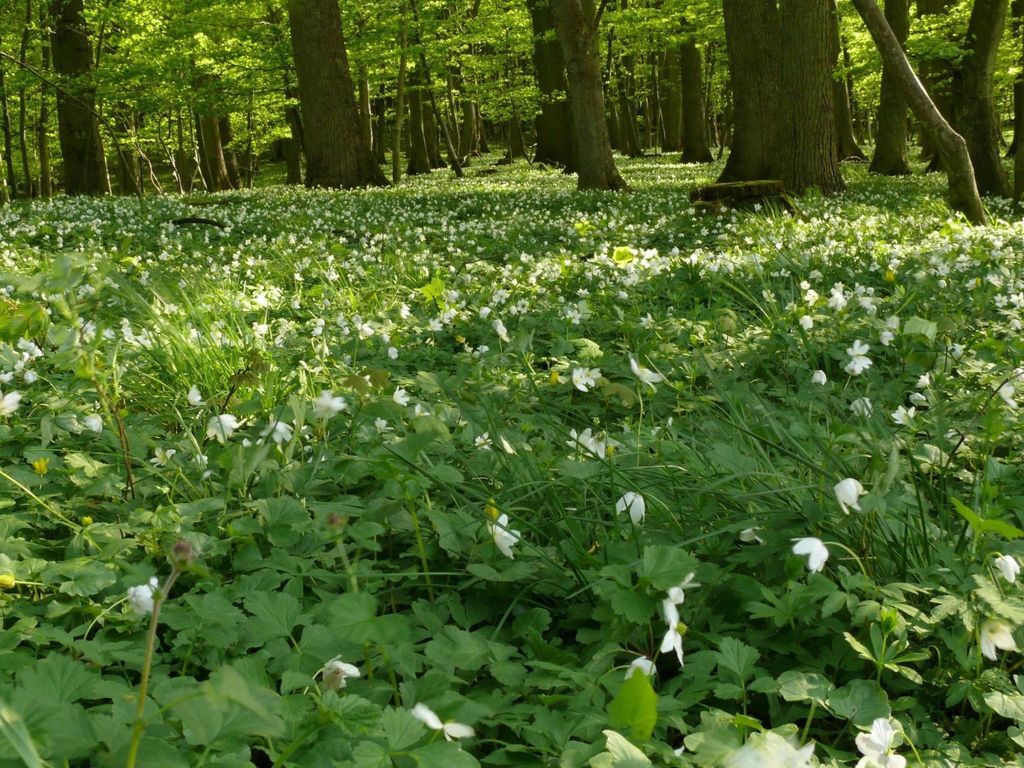 Anemone