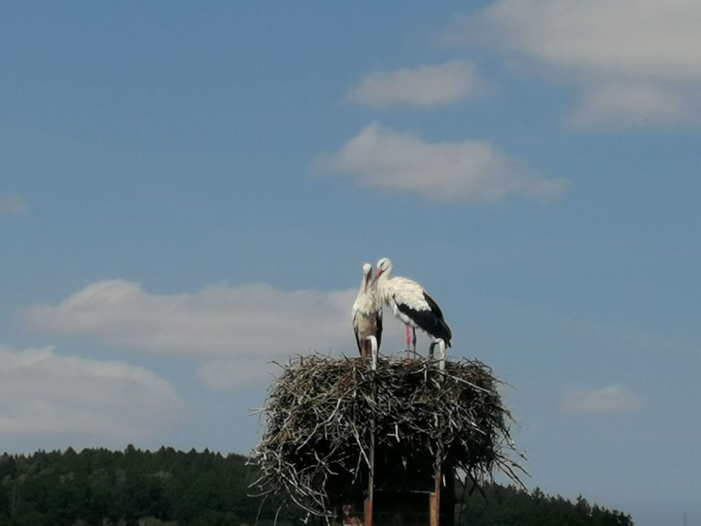 Zum Storchennest