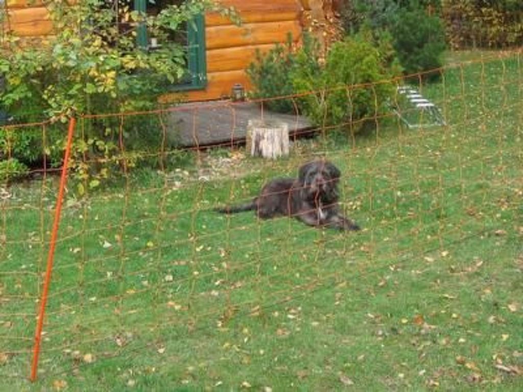 Amsel und Drossel