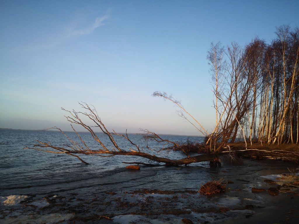 Kranichnest