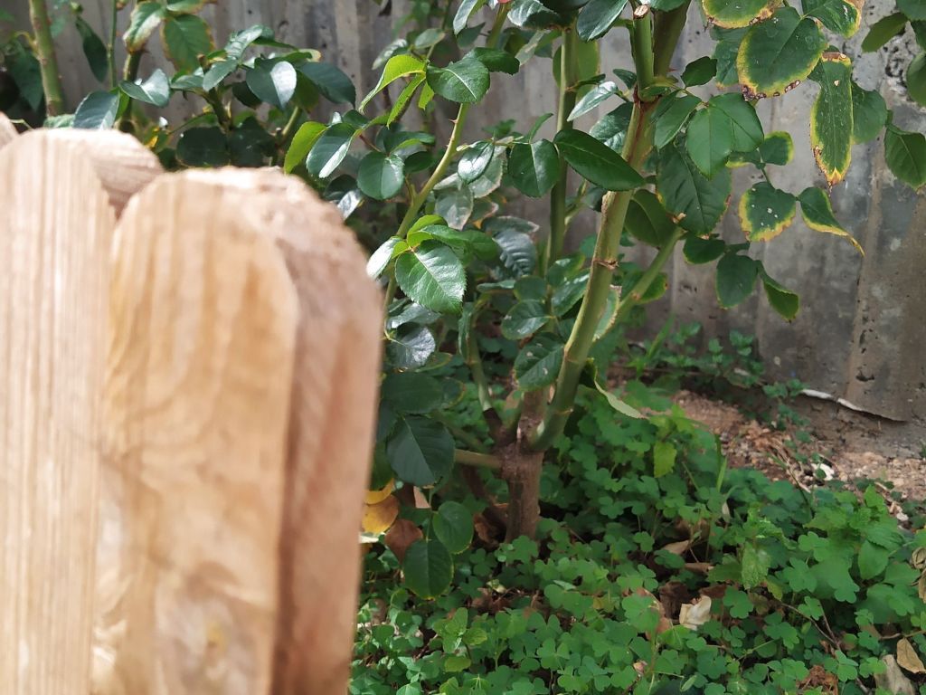 Edara Home - Haus mit privatem Garten