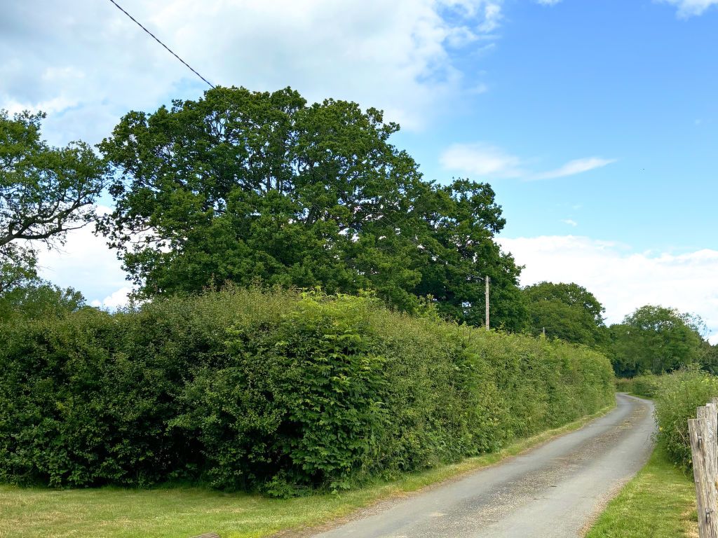 Ash Cottage