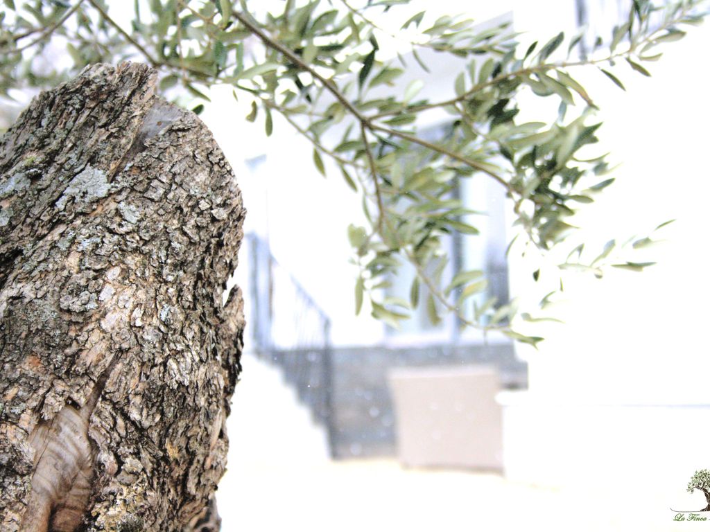 La Finca OliveTree