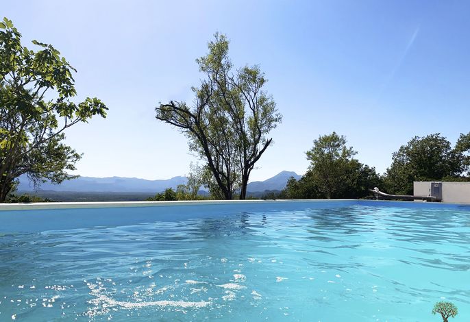 La Finca OliveTree