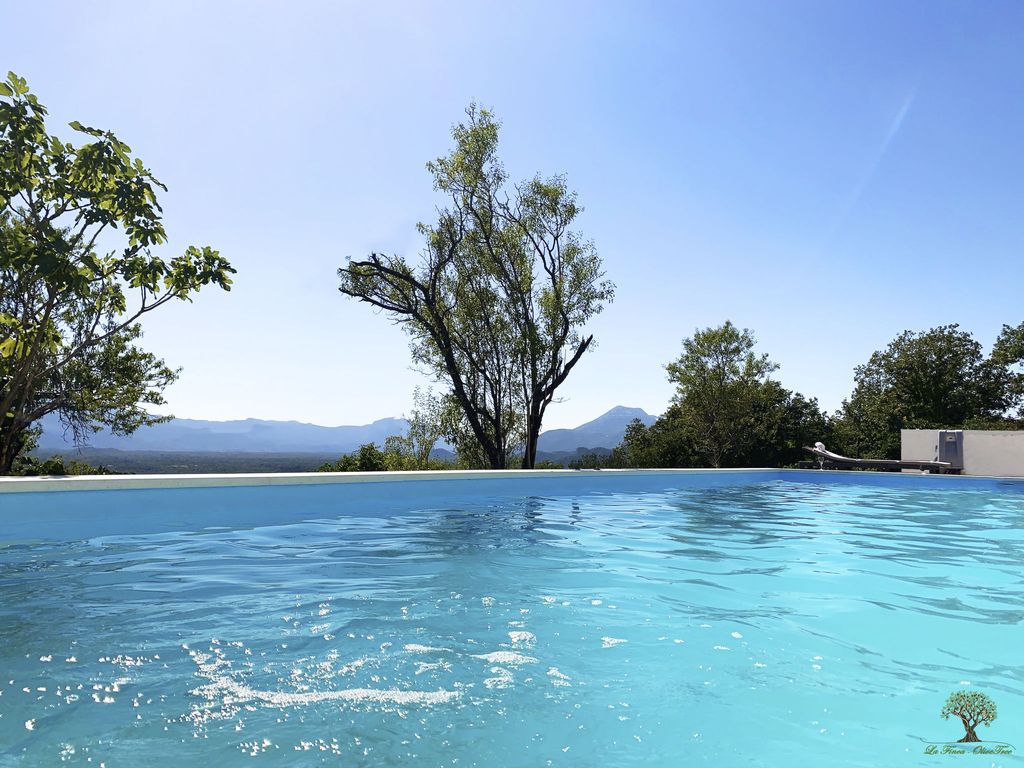 La Finca OliveTree