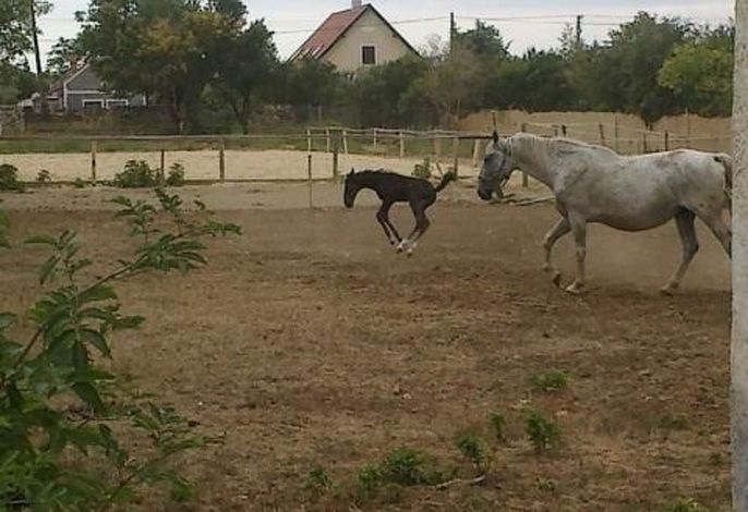 Bild 19