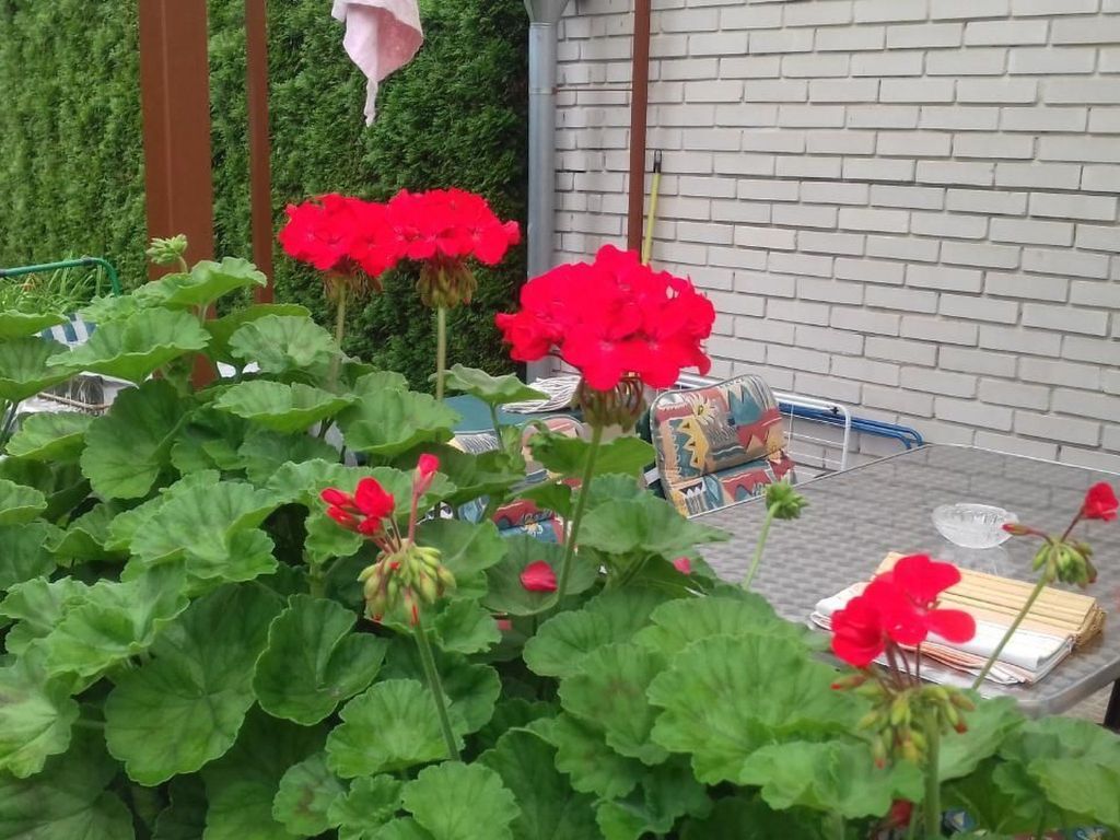 Klimatisiertes Ferienhaus in Bükfürdö mit Garten