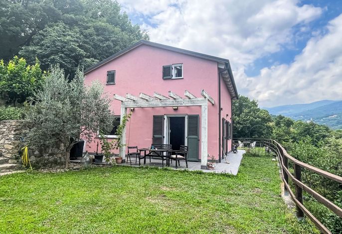 Le radici dell´ulivo