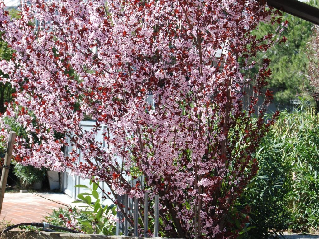 Wohnung 'Garda' mit Terrasse