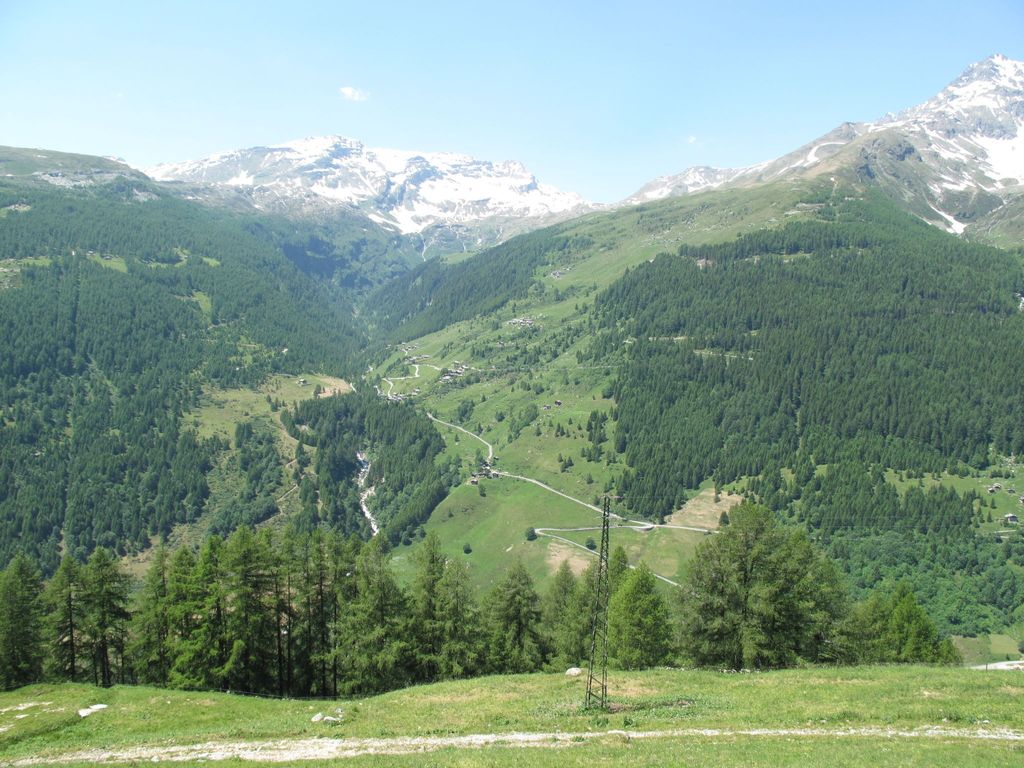 Pino Bianco