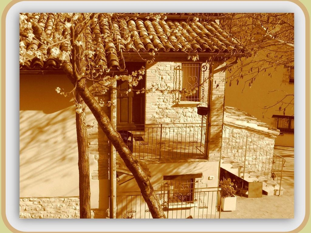 Girasoli in Cagli