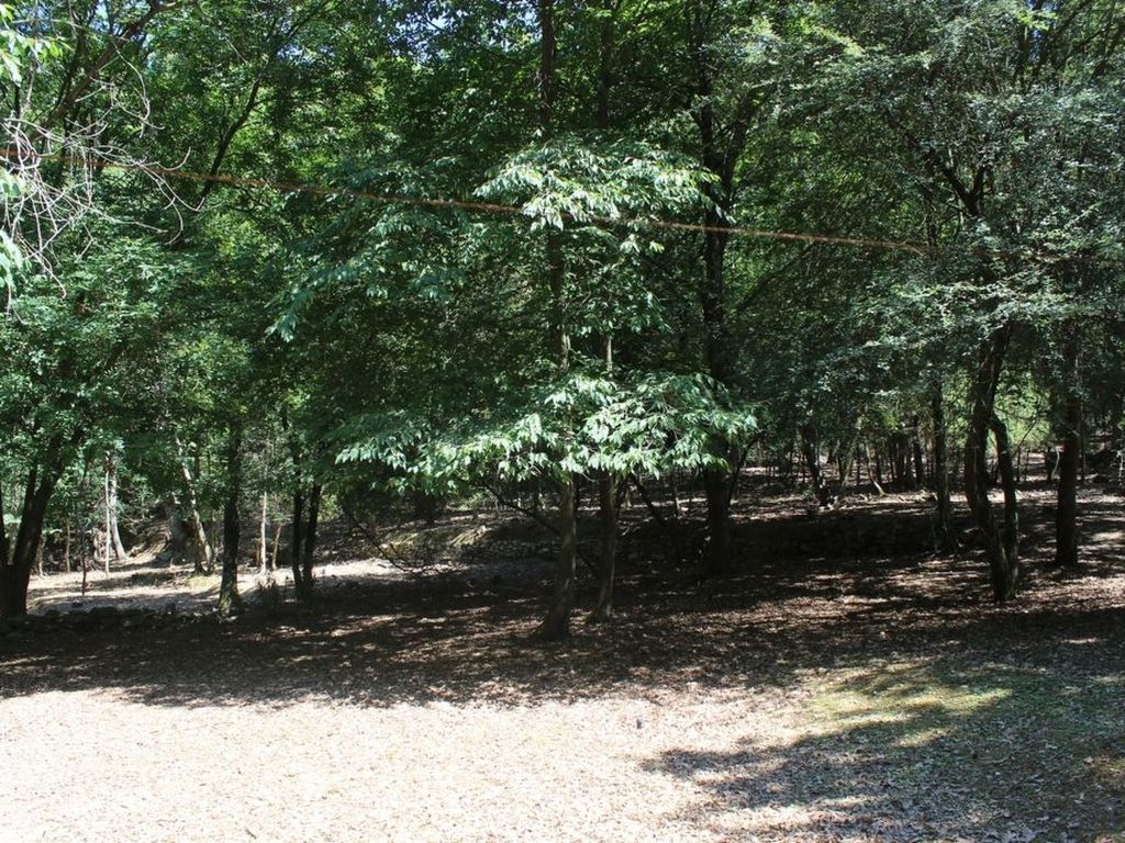 Kirschbäume, eine Oase im Wald zwischen Meer und Natur