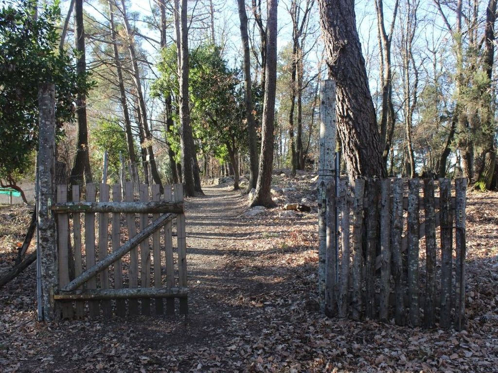 Kirschbäume, eine Oase im Wald zwischen Meer und Natur