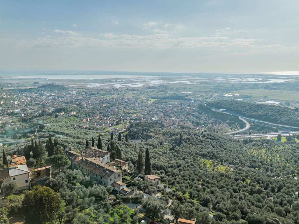 Olivo