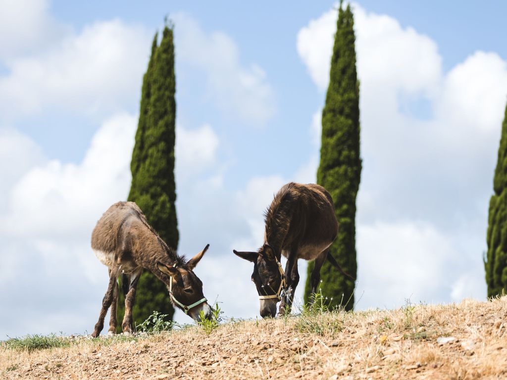 Poggio Piero 1