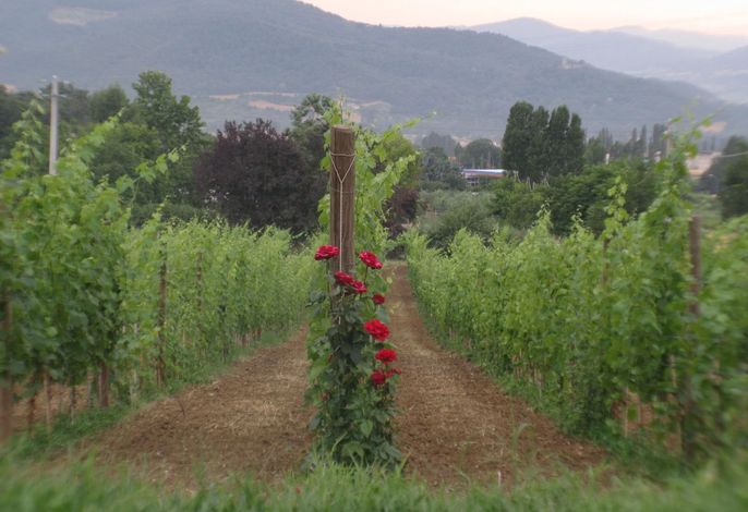 Agritourismus Vigne di Pace – Foto 3