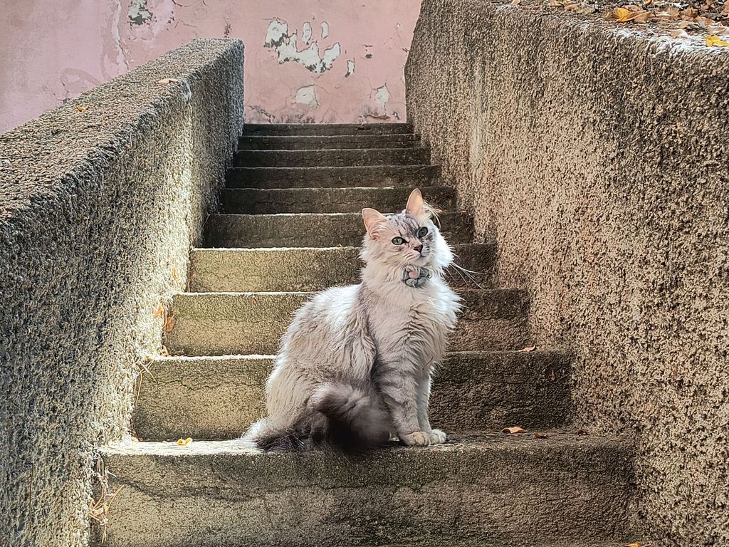 Gabbiano