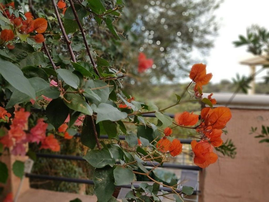 Su Niu Crobu