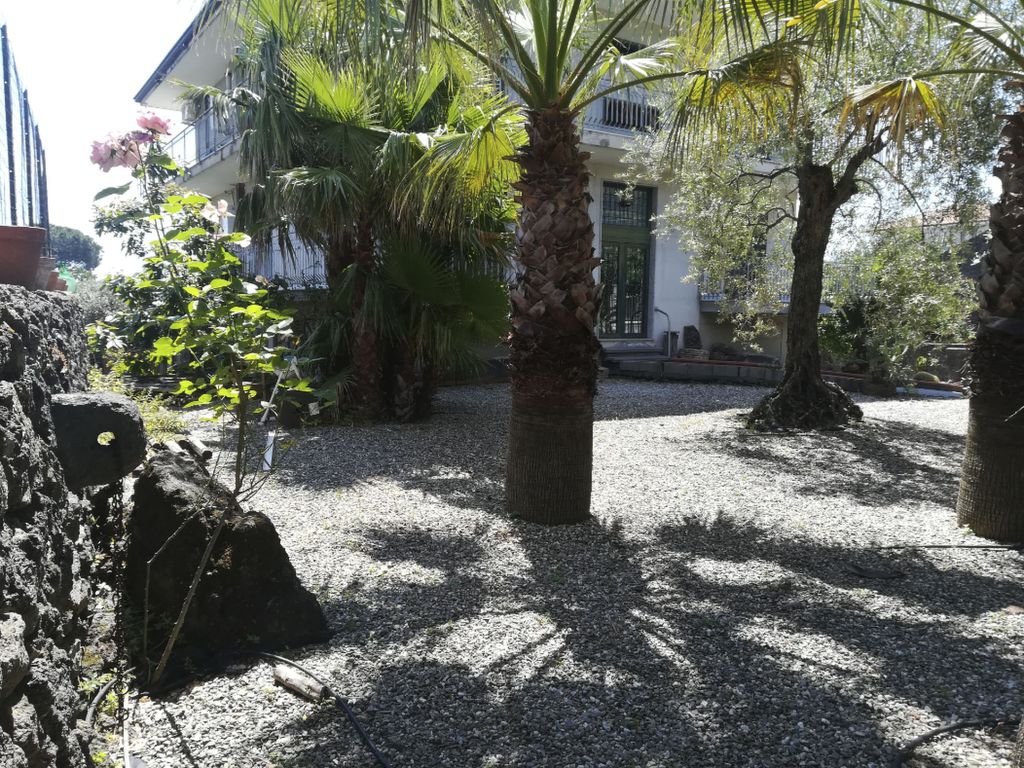 Le Palme in linera
