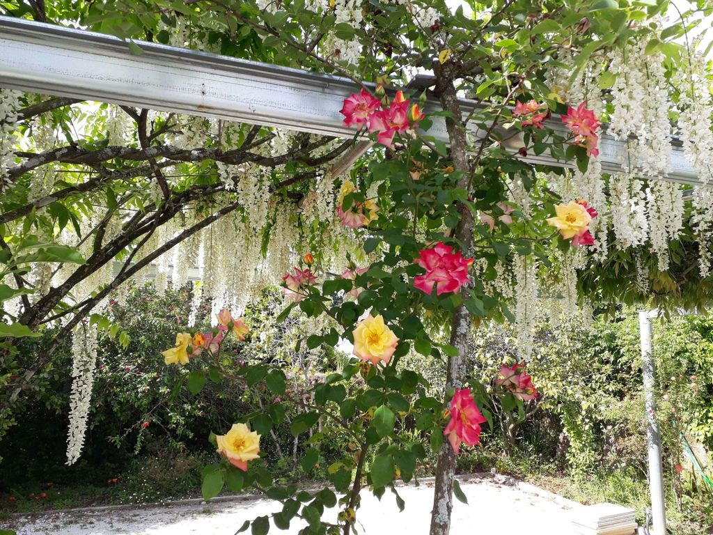 Quinta D'Avó Amélia, wunderschönes Landhaus zwischen den Bergen und dem Meer