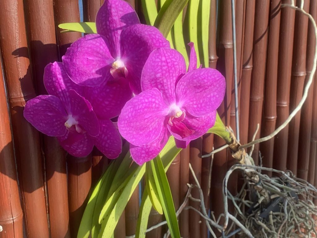 Villa mit viel Florida-Flair zum Verlieben