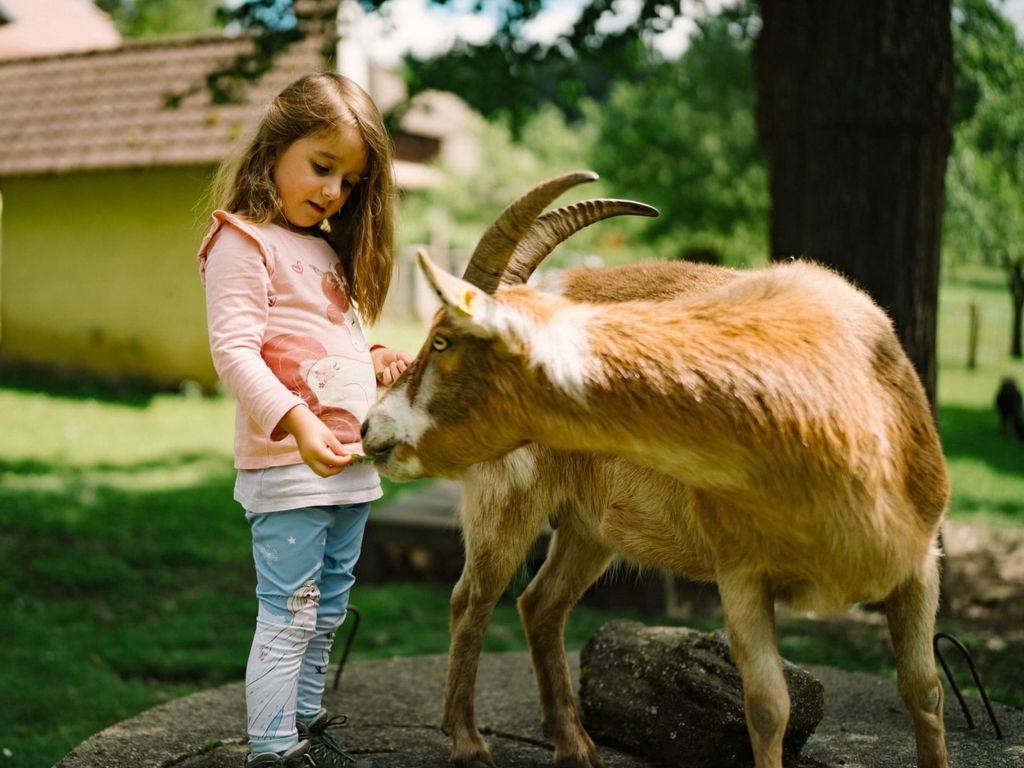 Ziege, Tiere füttern