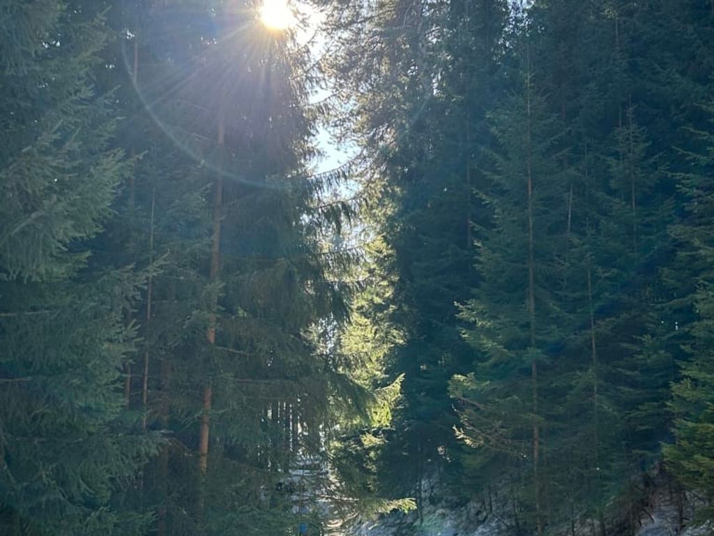 Waldspaziergang