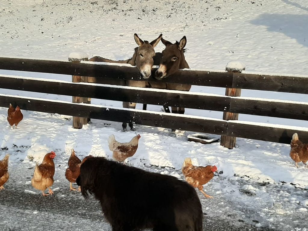 Unsere Tiere