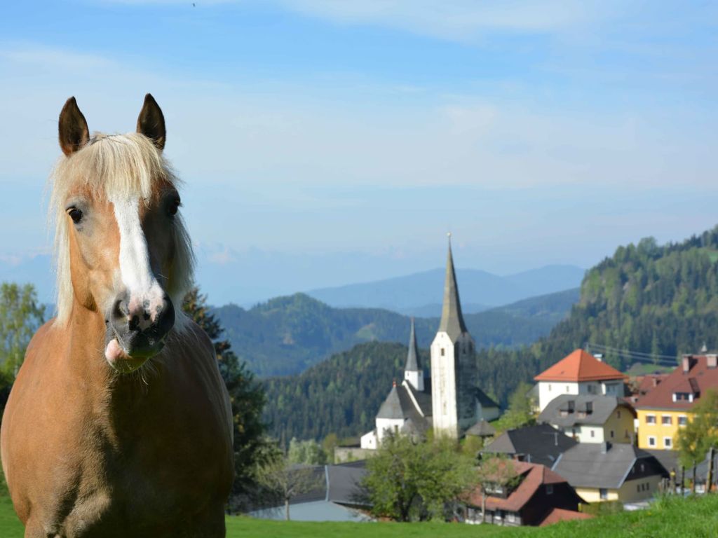 Isar unser Haflinger Pferd