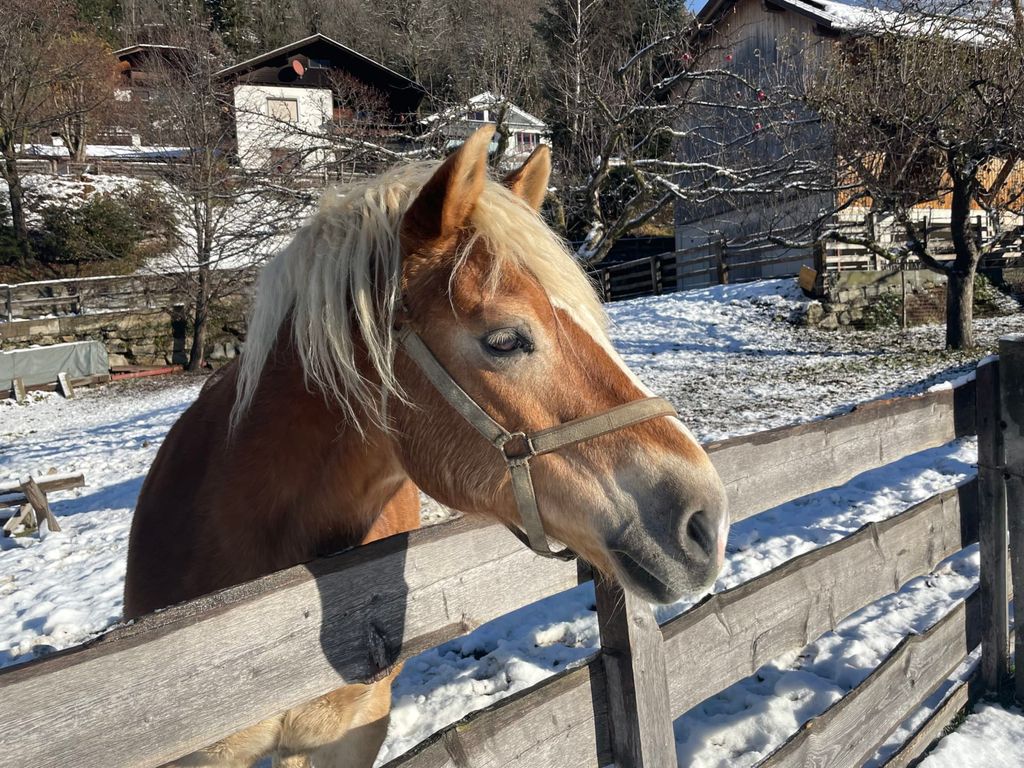 Ein Haflinger Pferd auf dem Bauernhof, hinter einem Holzzaun in der winterlichen Landschaft.