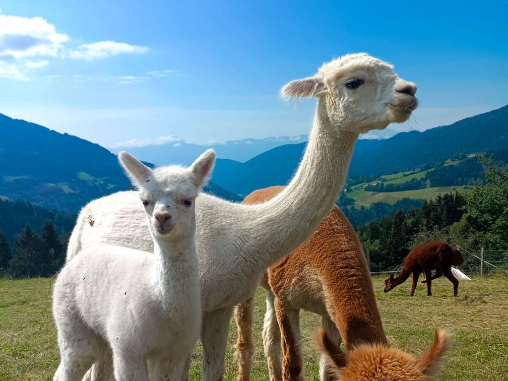 Alpakas und ein Jungtier auf der Alpakaweide des Bauernhofs mit Blick auf die umliegende Berglandschaft.