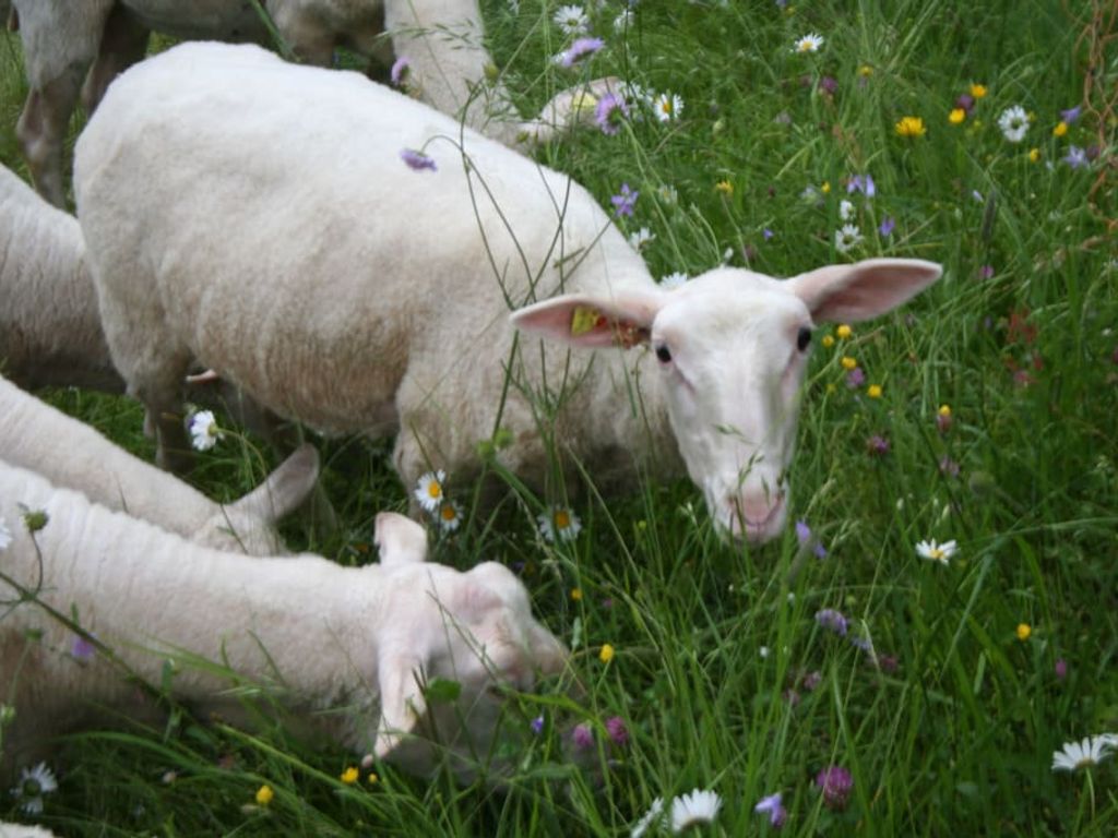 Die Schafe des Bauernhofs weiden auf der Blumenwiese.