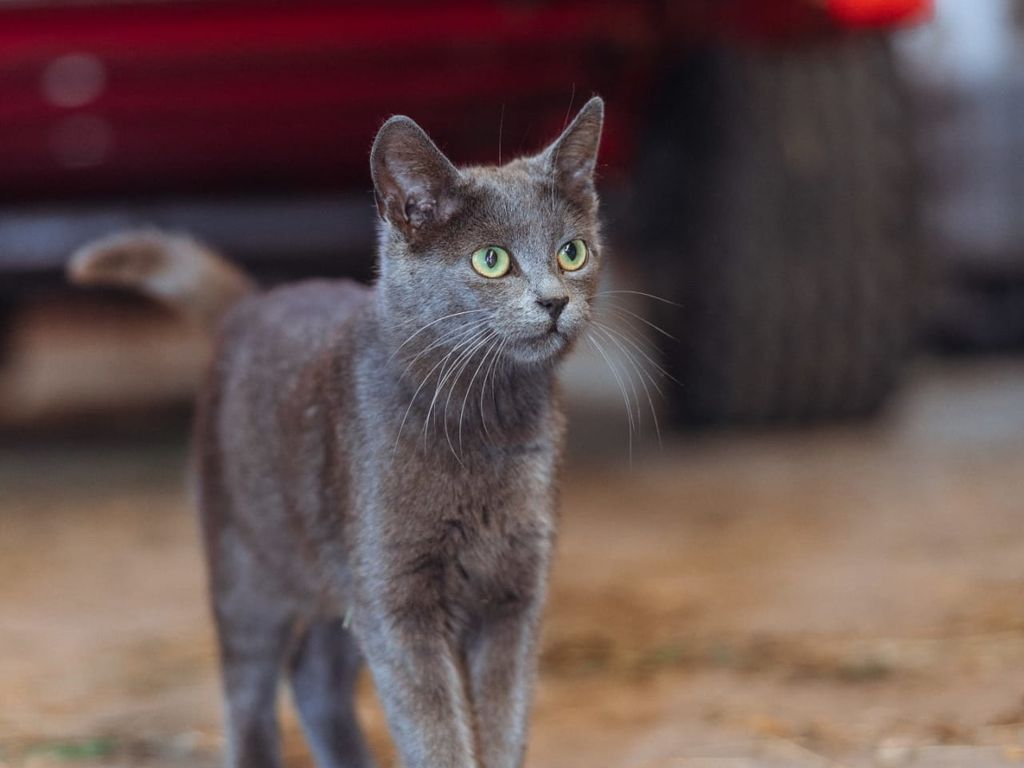 Katze