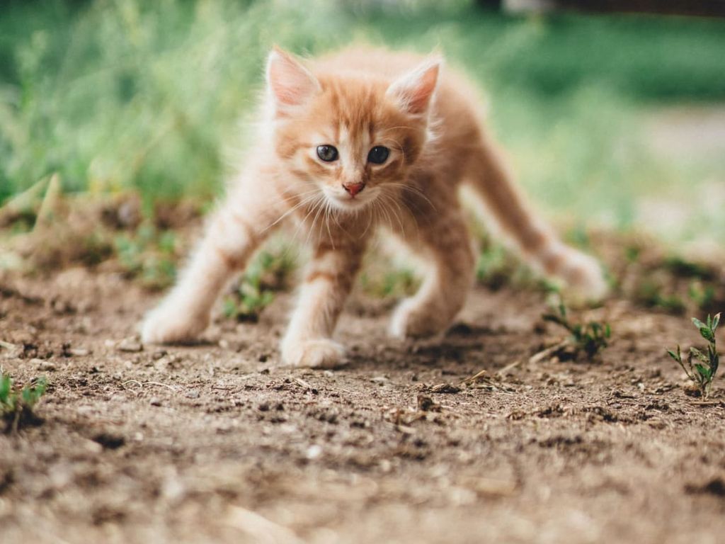 Kleine Katze