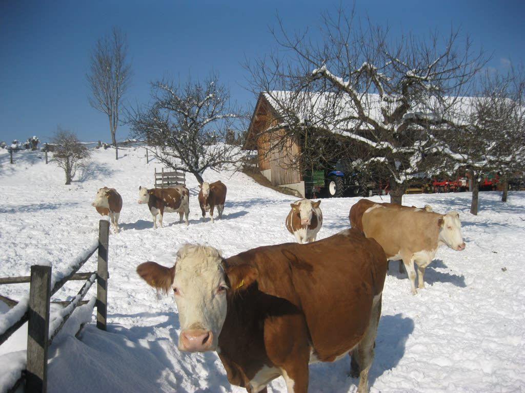 Glückliche Kühe im Winter