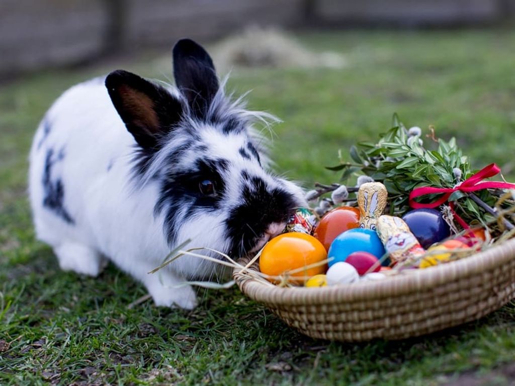 Der freche Osterhase