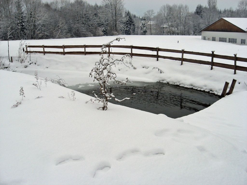 Dörrmühle - Teich im Winter