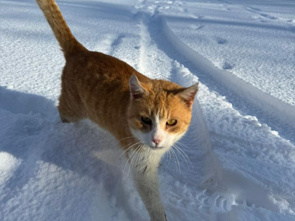 Garfield I'm Schnee
