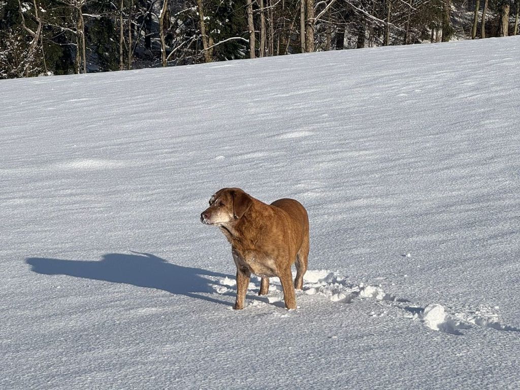 Unsere Hündin Leona im Winterwunderland