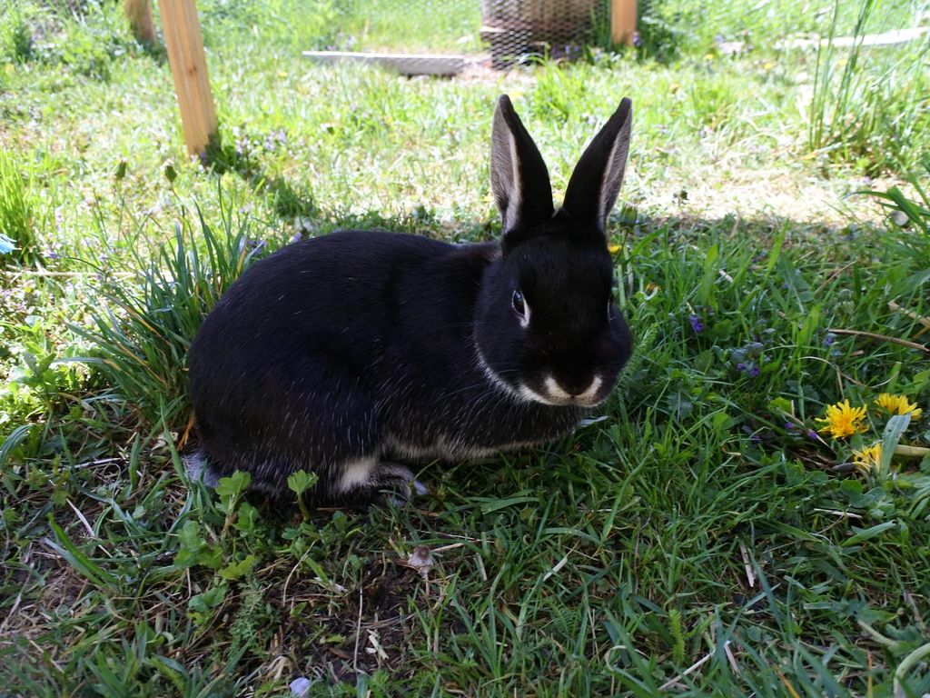Blacky, eines unserer beiden Zwergkaninchen