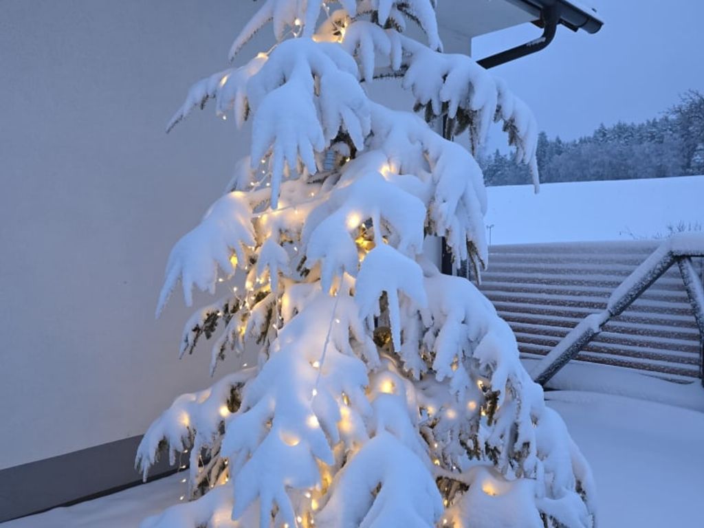 Weihnachtsbaum am Zehethof