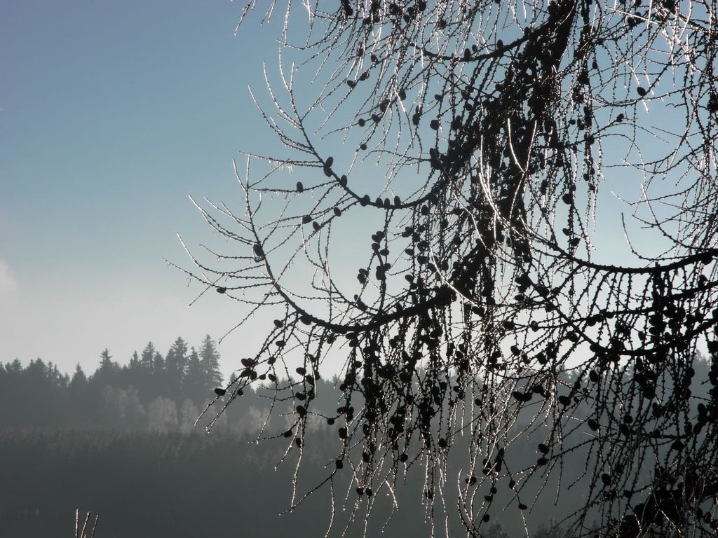 Garten im Winter