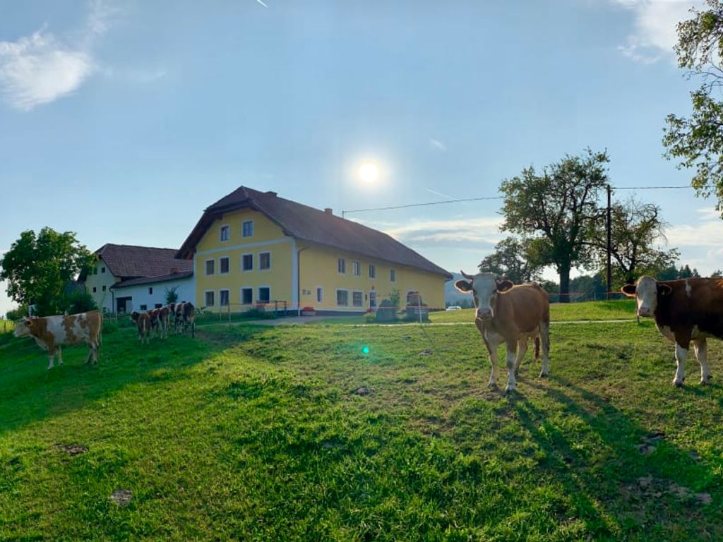 Der idyllische Bauernhof mit einer weitläufigen grünen Wiese und friedlich grasenden Kühen im warmen Sonnenschein.