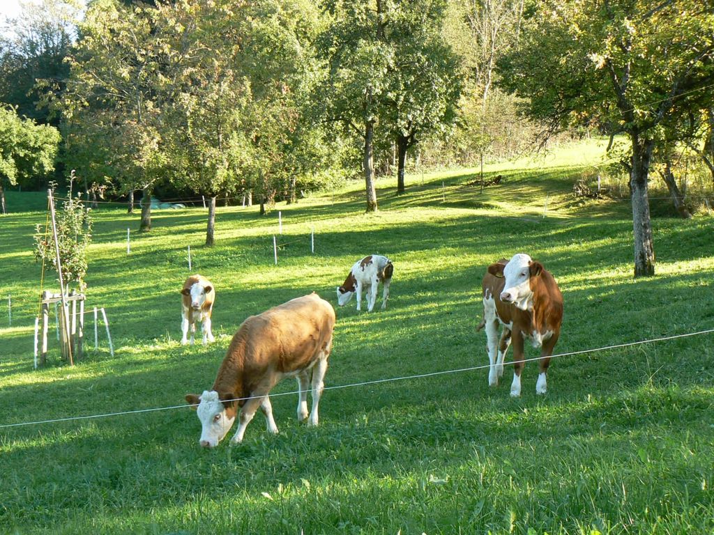 Kälber auf der Herbstweide