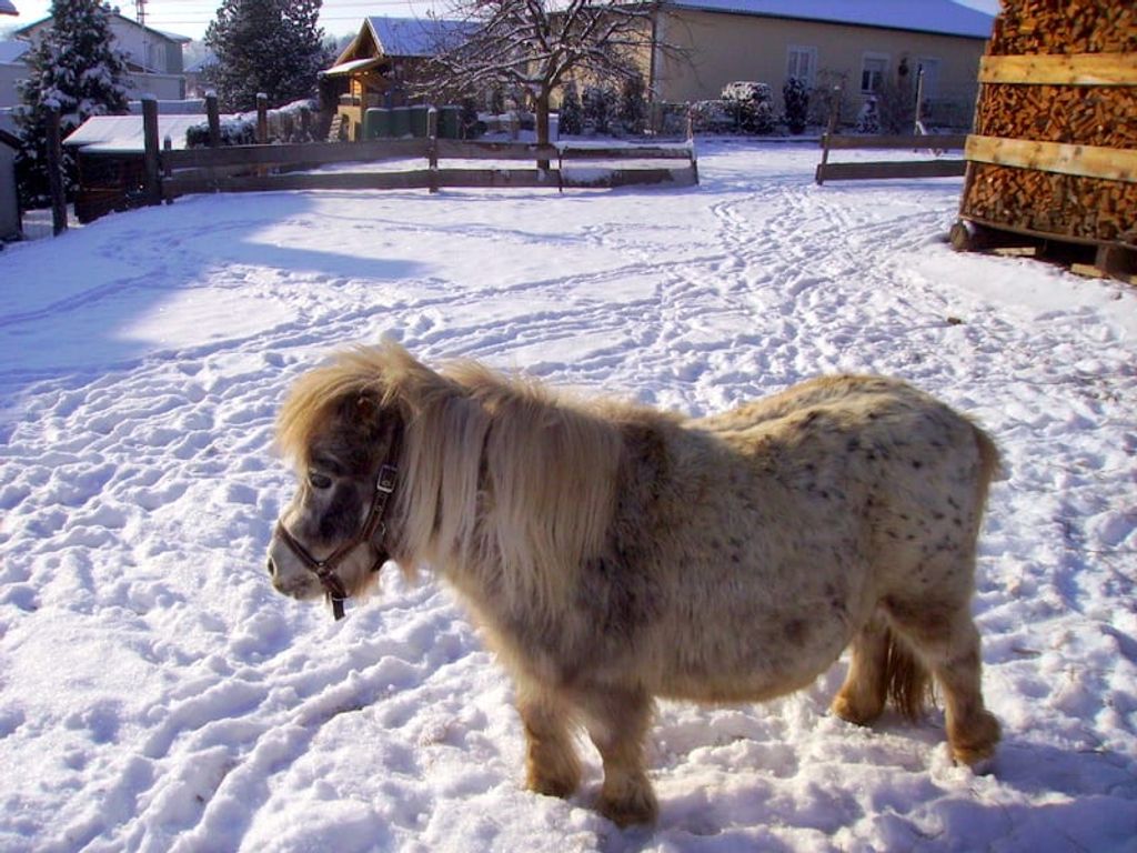 Minipony