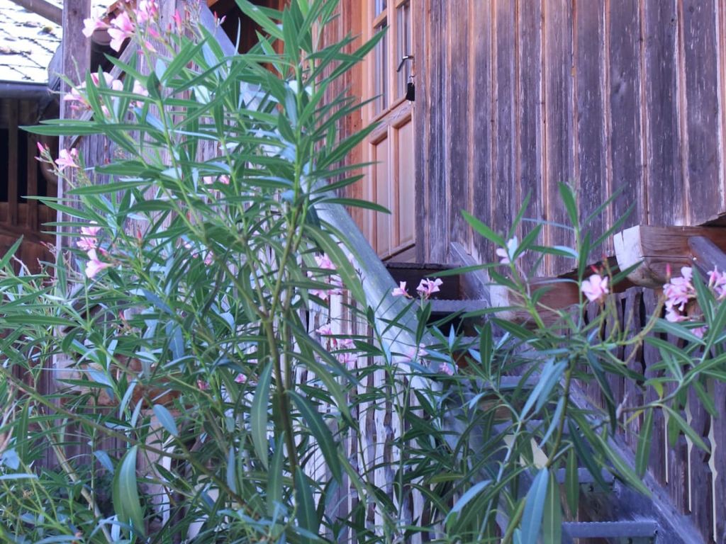 Die Holzfassade des Bauernhofs mit Außentreppe und blühendem Oleander.