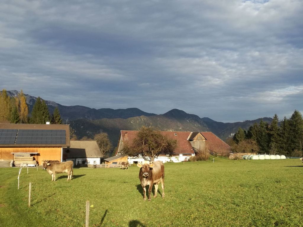 das letzte Mal auf der Weide...