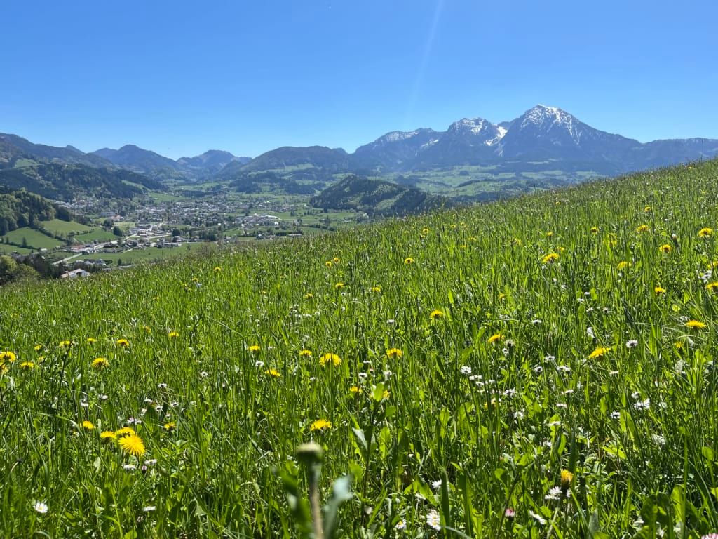 Blick vom Bauernhof über eine blühende Wiese auf das Windischgarstnertal und schneebedeckten Bergen.
