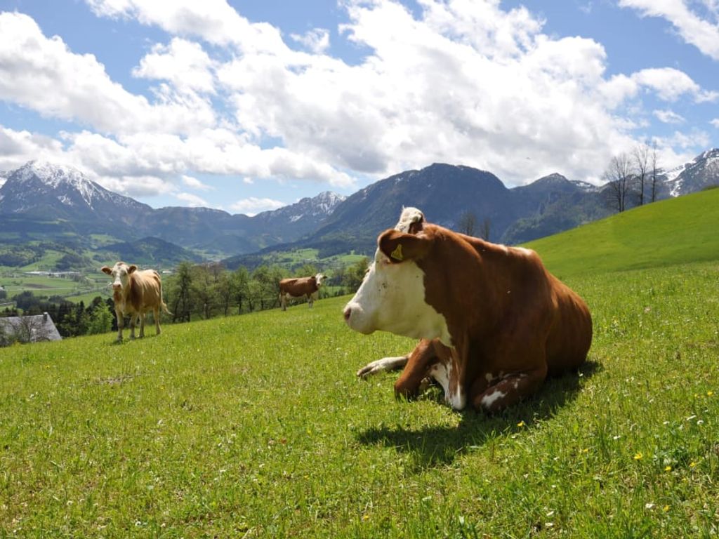 Kühe auf der Weide des Bauernhofs vor einer Bergkulisse.